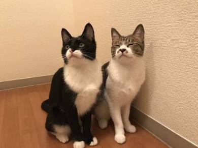 猫 ミファ君 目をつぶっちゃう