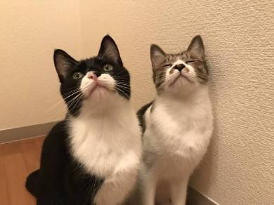 猫 ミファ君 目をつぶっちゃう