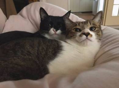 猫 ミファ君 目をつぶっちゃう