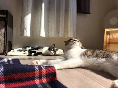 猫 ミファ君 目をつぶっちゃう