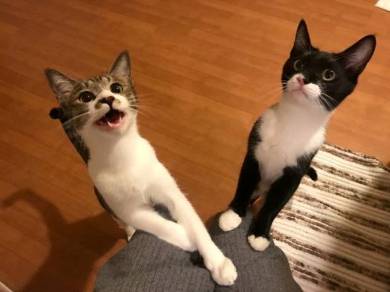 猫 ミファ君 目をつぶっちゃう