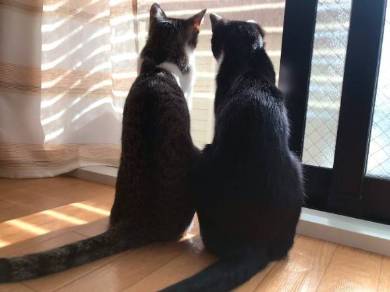 猫 ミファ君 目をつぶっちゃう