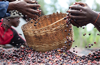 コーヒー豆を取る人