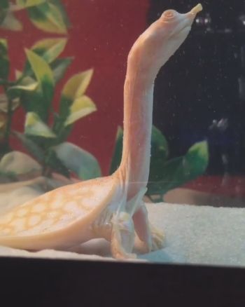 首がのびのびカメさん