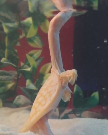 首がのびのびカメさん