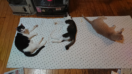 野良猫