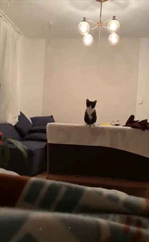 跳躍を極めた猫ちゃん