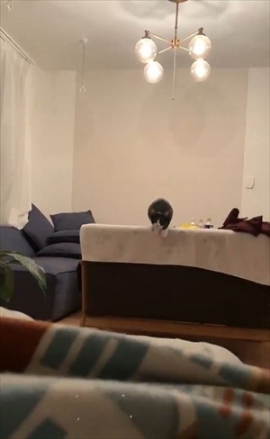 跳躍を極めた猫ちゃん