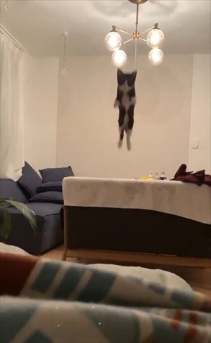 跳躍を極めた猫ちゃん