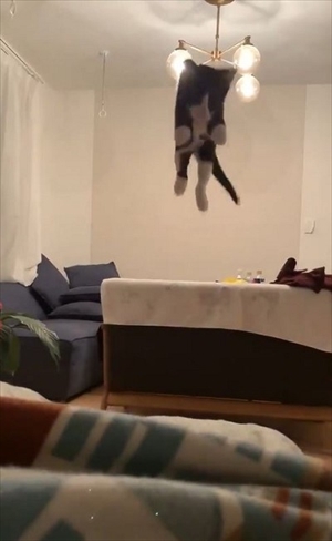 跳躍を極めた猫ちゃん