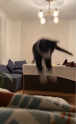 跳躍を極めた猫ちゃん