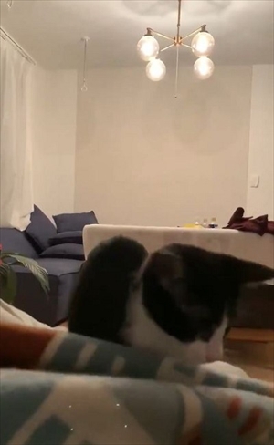 跳躍を極めた猫ちゃん