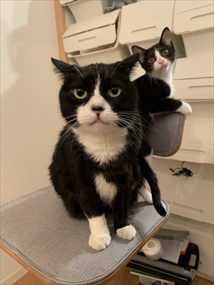 跳躍を極めた猫ちゃん