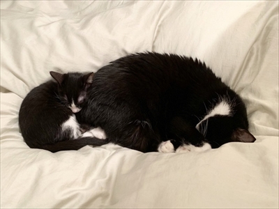 跳躍を極めた猫ちゃん