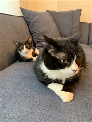 跳躍を極めた猫ちゃん