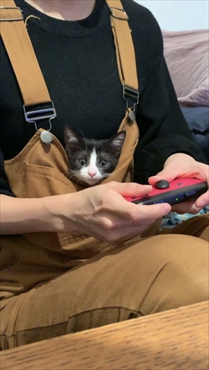 跳躍を極めた猫ちゃん