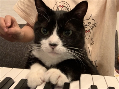 跳躍を極めた猫ちゃん