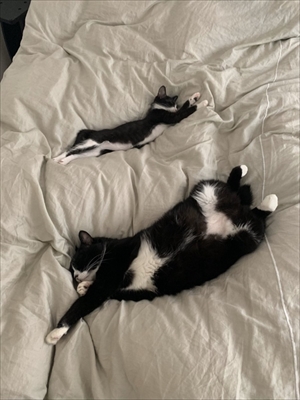 跳躍を極めた猫ちゃん