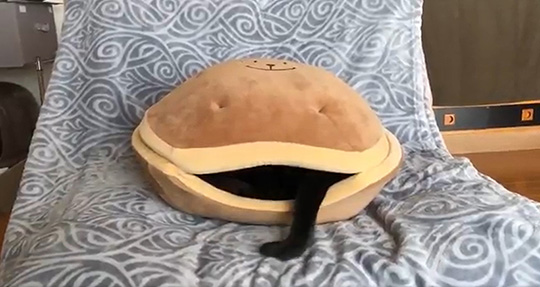 野良猫