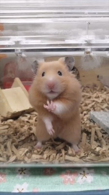 ハムスター