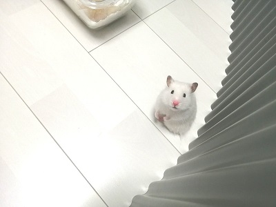 ハムスター