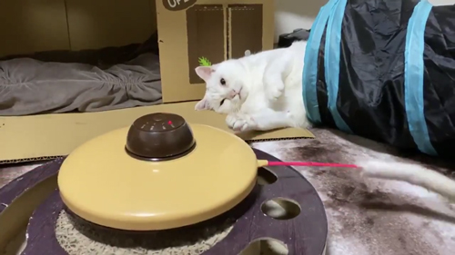 モチベーション皆無猫