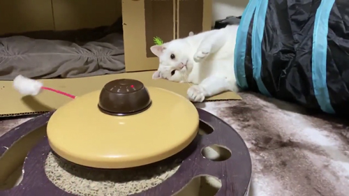 前足をあげるしゃおりんさん