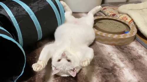 おなか丸出ししゃおりんさん