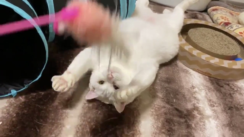 あお向けしゃおりんさんと猫じゃらし