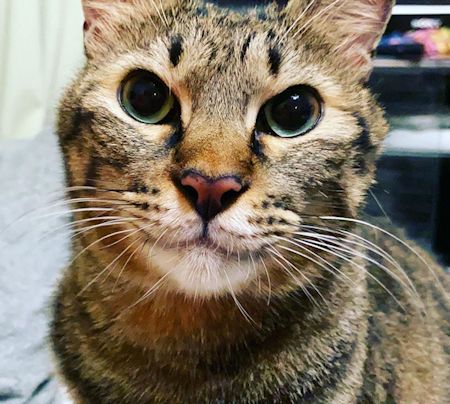 時雉さんアップ