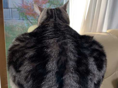 ムキムキ 猫 背中 マッチョ トリミング サスケ みふゆ