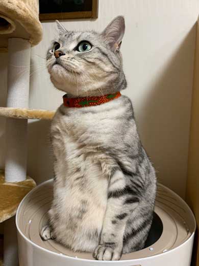 ムキムキ 猫 背中 マッチョ トリミング サスケ みふゆ