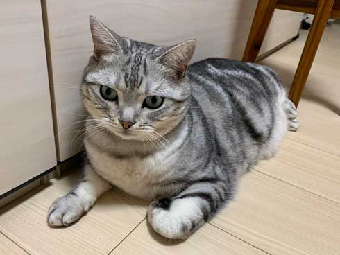 ムキムキ 猫 背中 マッチョ トリミング サスケ みふゆ