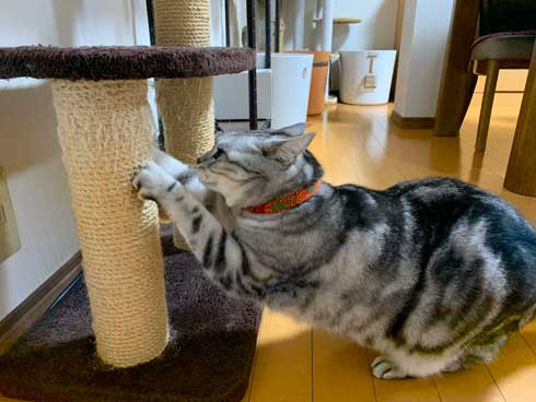 ムキムキ 猫 背中 マッチョ トリミング サスケ みふゆ