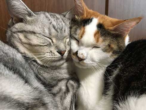 ムキムキ 猫 背中 マッチョ トリミング サスケ みふゆ