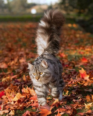 ふさしっぽにゃんこ