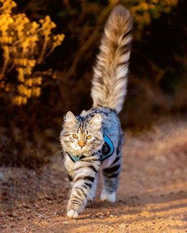 ふさしっぽにゃんこ