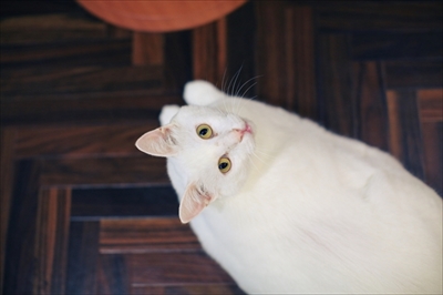 ねこまつりat中野