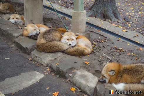 最強獣タッグ ムキムキ マッチョ 犬 猫 キツネ 動物 集合 イラスト 絵