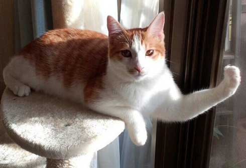 最強獣タッグ ムキムキ マッチョ 犬 猫 キツネ 動物 集合 イラスト 絵