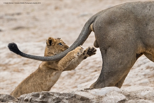 COMEDY WILDLIFE PHOTOGRAPHY AWARDS