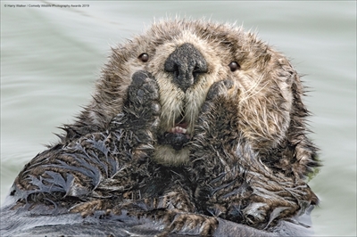 COMEDY WILDLIFE PHOTOGRAPHY AWARDS