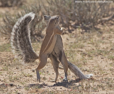 COMEDY WILDLIFE PHOTOGRAPHY AWARDS