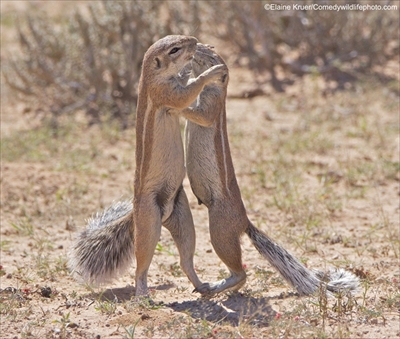 COMEDY WILDLIFE PHOTOGRAPHY AWARDS