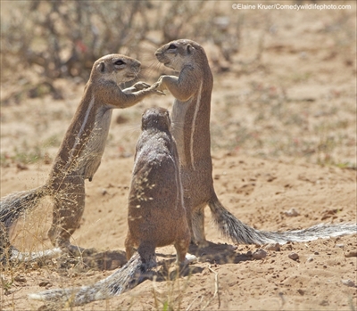 COMEDY WILDLIFE PHOTOGRAPHY AWARDS
