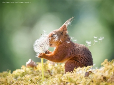 COMEDY WILDLIFE PHOTOGRAPHY AWARDS