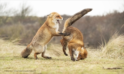 COMEDY WILDLIFE PHOTOGRAPHY AWARDS