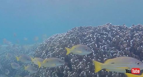 水中スピーカーから流れる生きたサンゴ礁の音で死にかけたサンゴ礁が回復　学術機関が発表
