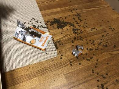 猫 シンバ君 カリカリ すっとぼけ