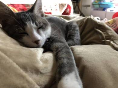 猫 シンバ君 カリカリ すっとぼけ